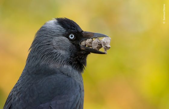 Jackdaws build new nests each year, from all sorts of materials: twigs, branches, feathers, wool, moss, mud and animal dung. This one kept adding rocks to his nest.